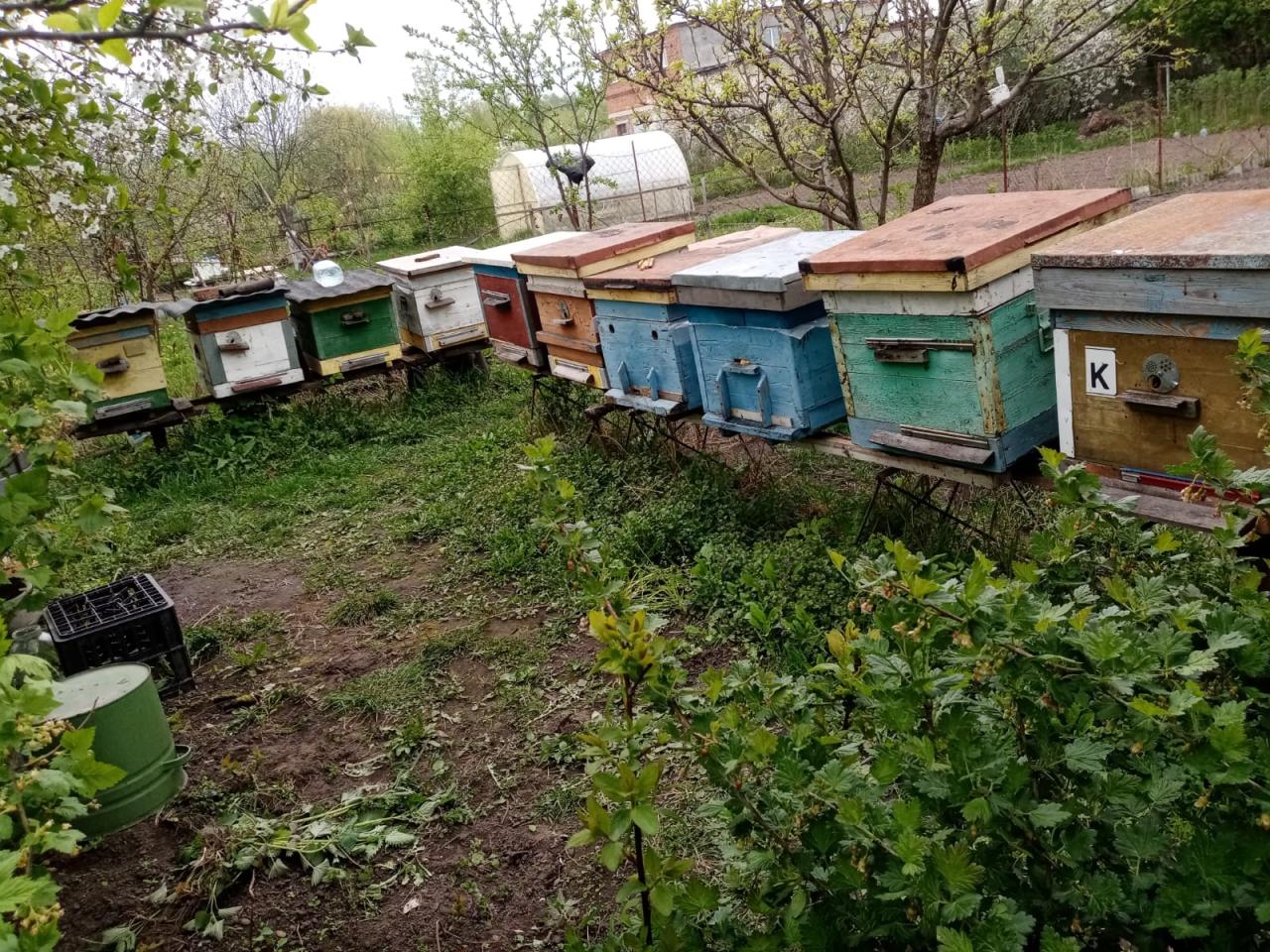 Пчёлы и улья. Курская обл.