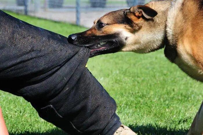 Юрист по взысканию ущерба при укусе собаки через суд во Владивостоке. Красноярский край