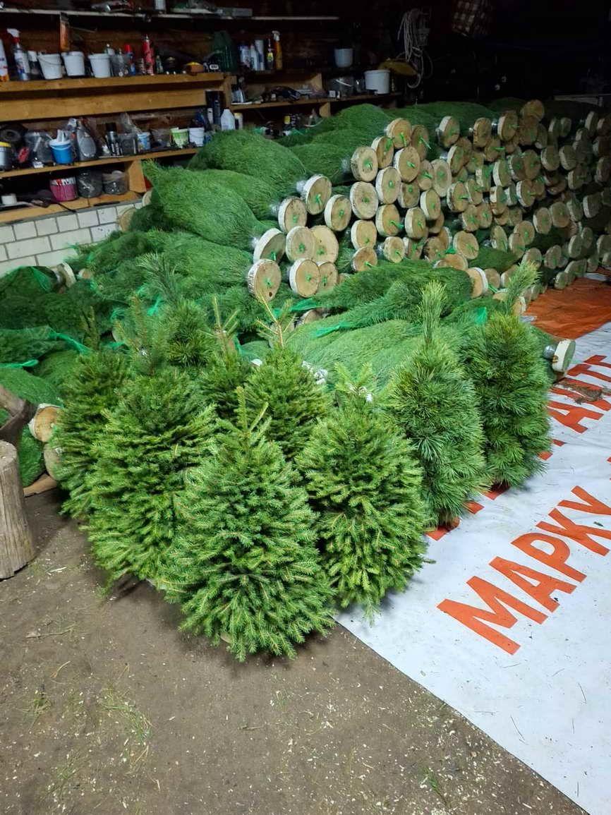 Елочный Базар - живые елки в Серпухове