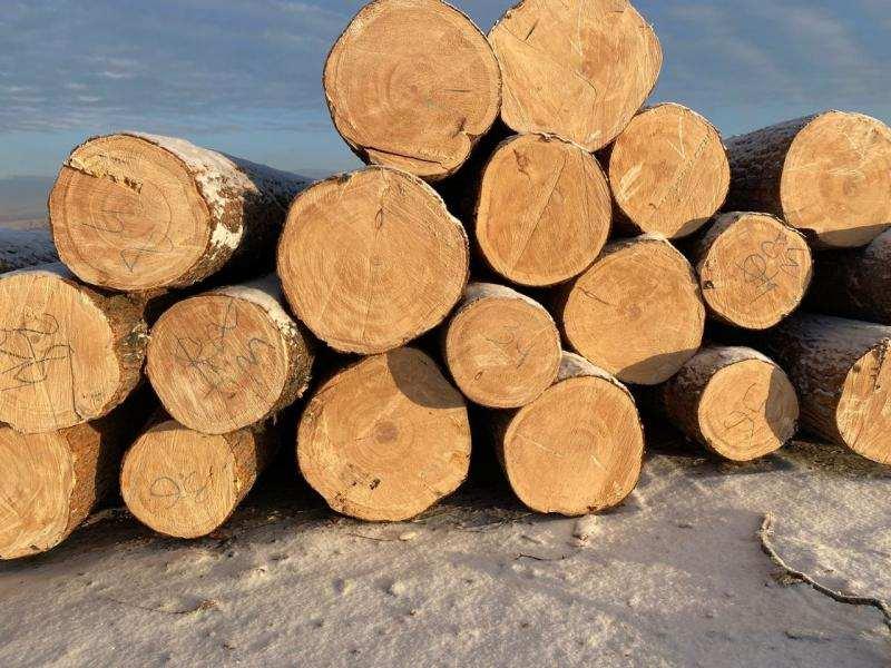 Кедр, лиственница, хвоя, береза продажа оптом.