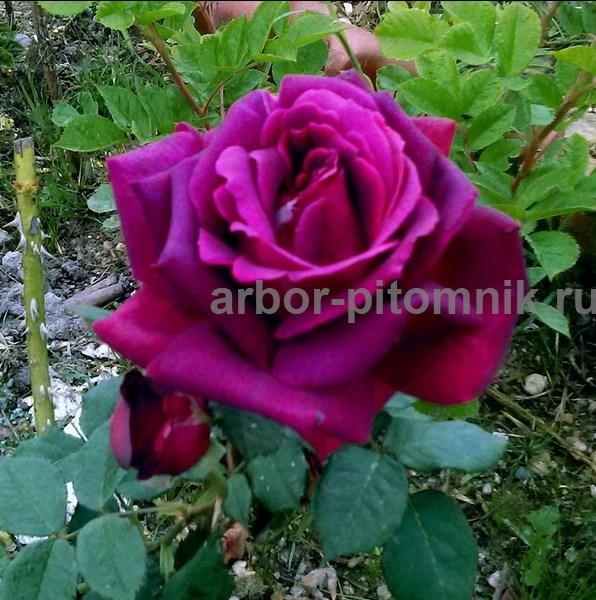 Саженцы кустовых роз из питомника, каталог роз в большом ассортименте  .... Москва