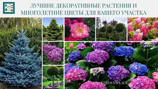Товары для сада и растения. Москва